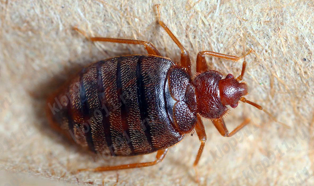 Individuo adulto