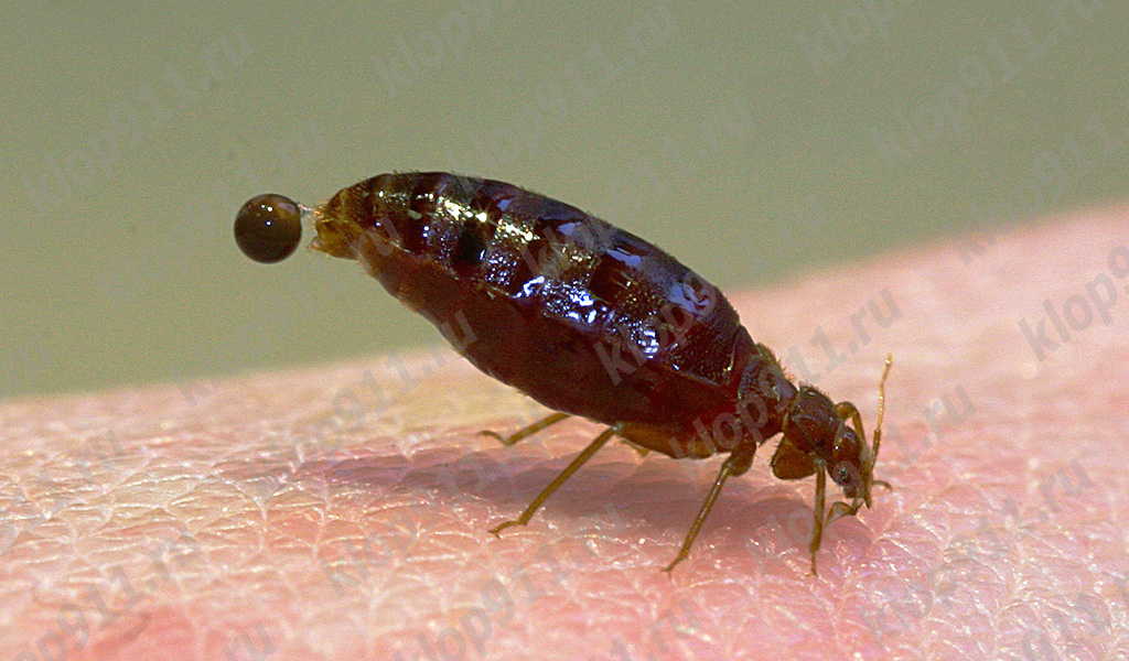 Cimice durante il pasto.