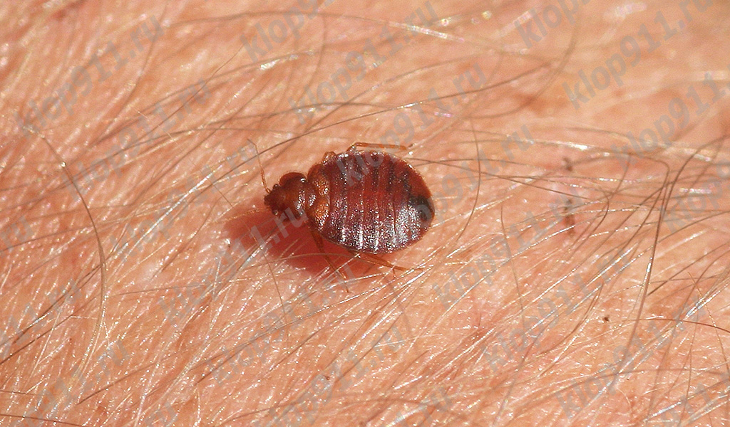 La cimice si prepara a pungere.