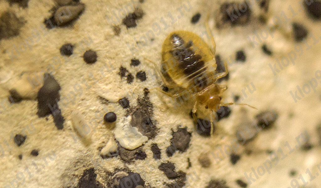 Larva di cimice dei letti