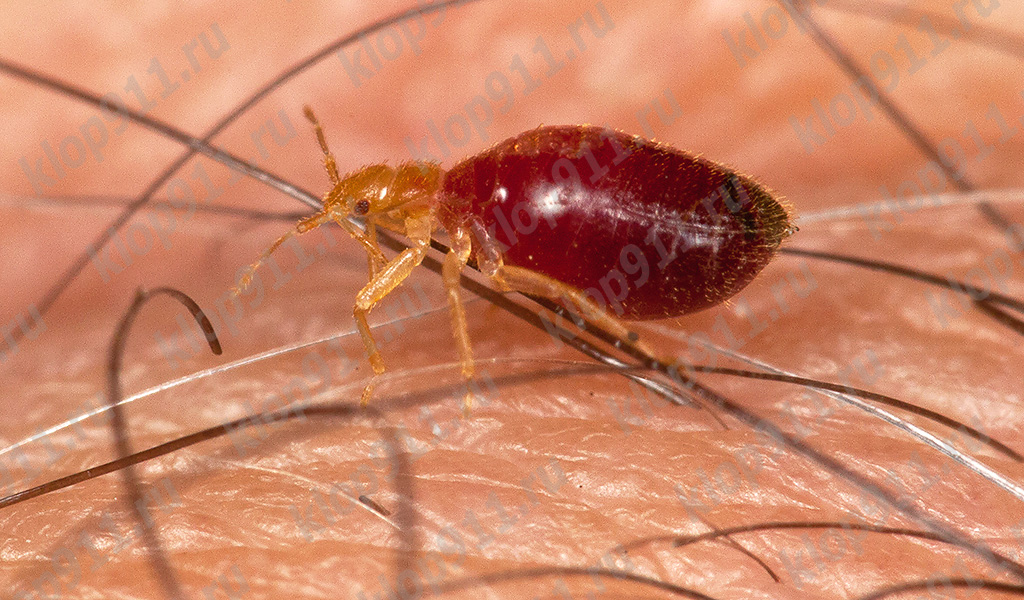 Larva di cimice dopo essersi saziata