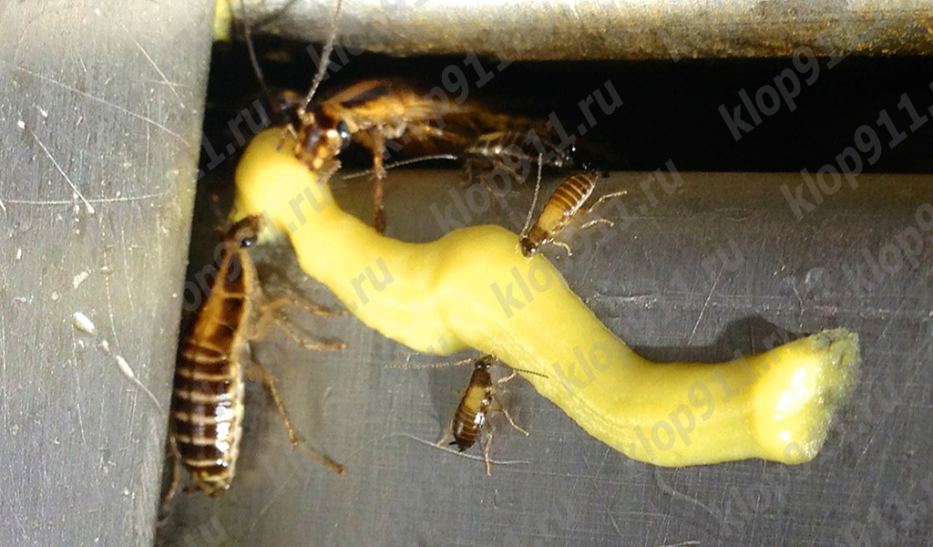 Gli scarafaggi mangiano il gel