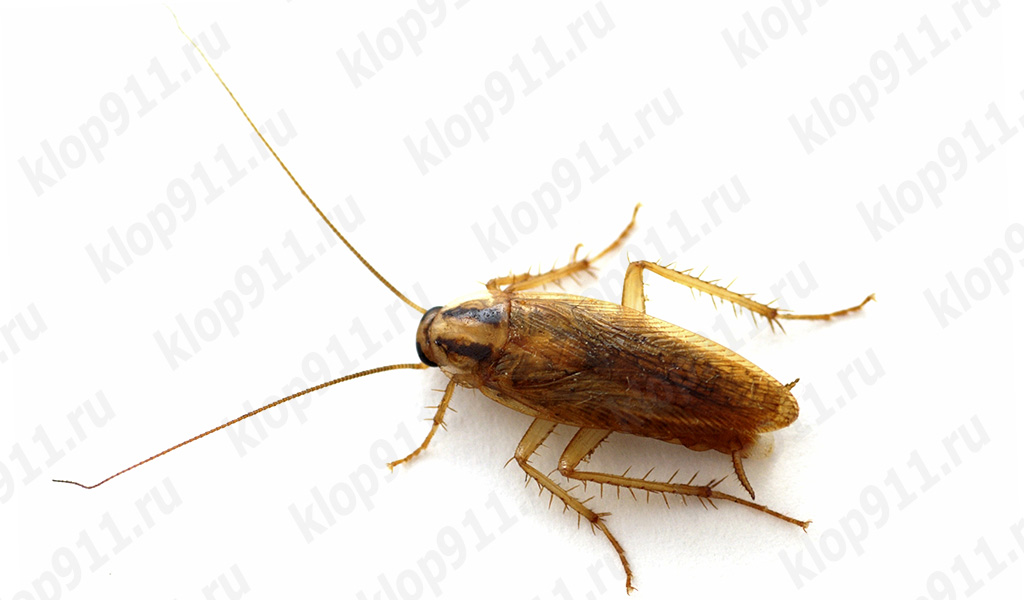 Individuo adulto