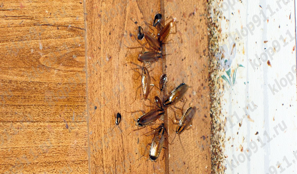 Batteri sulle zampe delle blatte