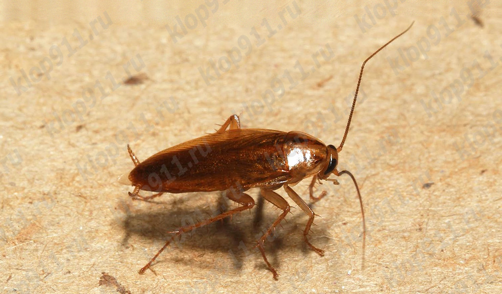 Blatta rossa (Blattella germanica)