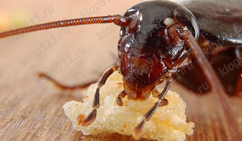Blatta che mangia pane (macro fotografia)