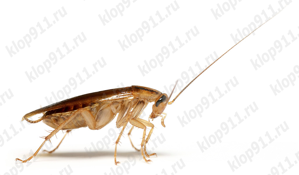 Scarafaggio ha perso un'antenna