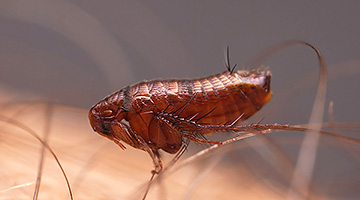 Pulci